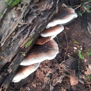 Resinous Polypore