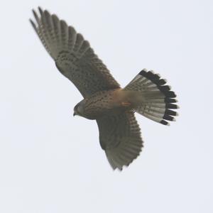 Common Kestrel