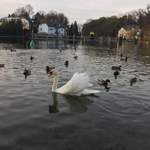 Mute Swan