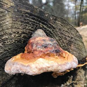 Red-belted Polypore