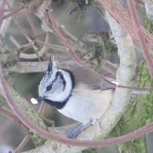 Crested Tit