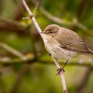 Common Chiffchaff