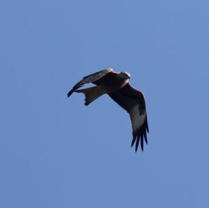 Red Kite