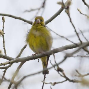 European Greenfinch