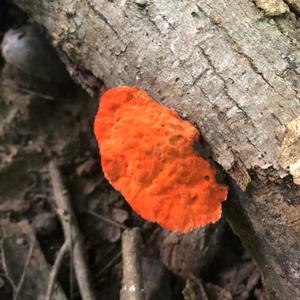 Cinnabar-red Polypore