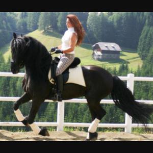 Friesian