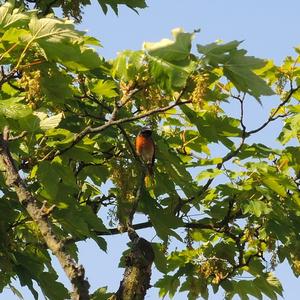 Common Redstart