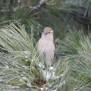 House Sparrow