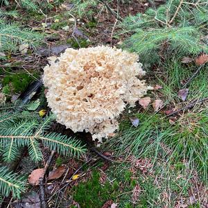 Eastern Cauliflower Mushroom