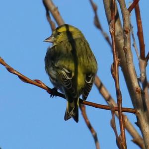 Eurasian Siskin