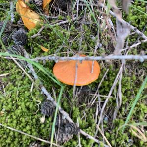 Larch Suillus