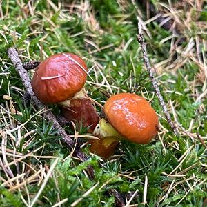 Larch Suillus