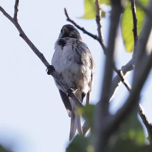 Common Redpoll