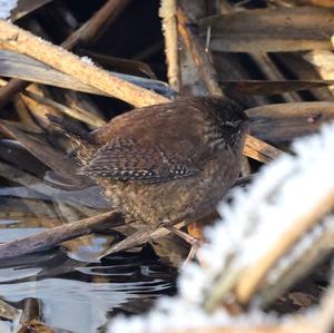 Winter Wren