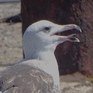 Great Black-backed Gull