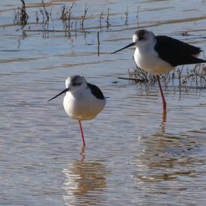 Black-winged Stilt