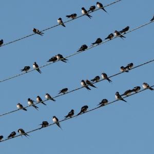 Barn Swallow