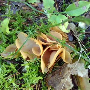 Lemon Peel Fungus