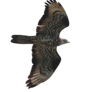 European Honey-buzzard