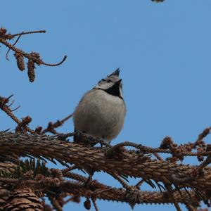 Crested Tit