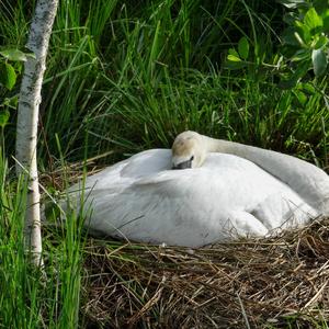 Höckerschwan