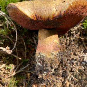 Dotted-stem Bolete