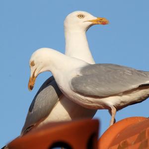 Herring Gull