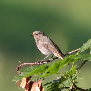 Common Redstart