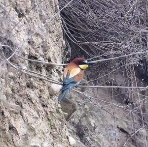 European Bee-eater