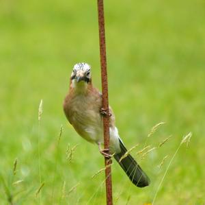 Eurasian Jay