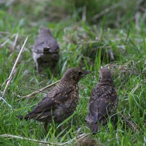 Song Thrush