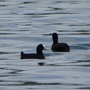 Common Coot