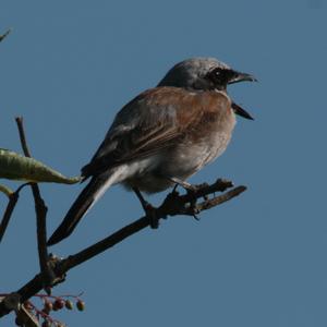 Red-backed Shrike