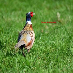 Common Pheasant
