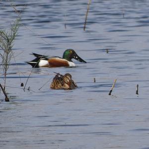 Red Shoveler