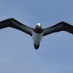 Brown Booby