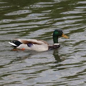 Mallard