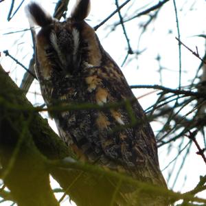 Long-eared Owl