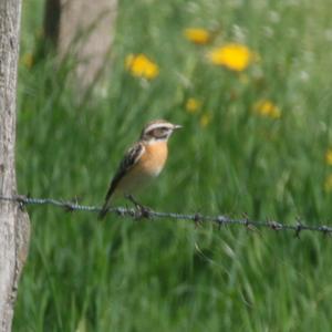 Whinchat