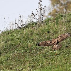 Mäusebussard