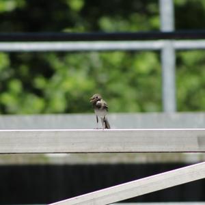 White Wagtail