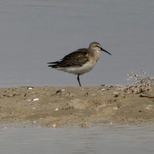 Curlew Sandpiper