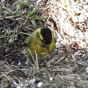 Eurasian Siskin