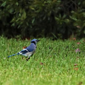 Blue Jay