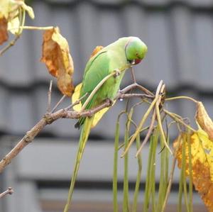 Rose-ringed Parakeet