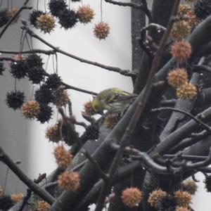 Eurasian Siskin