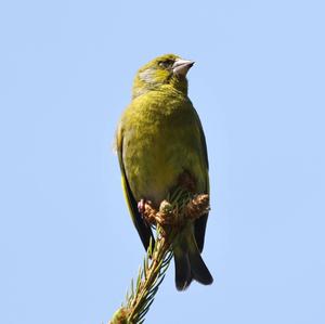 European Greenfinch