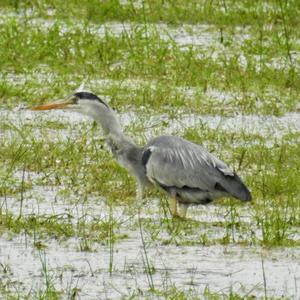 Grey Heron