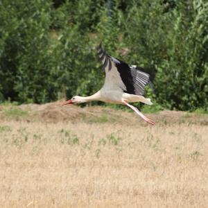 White Stork