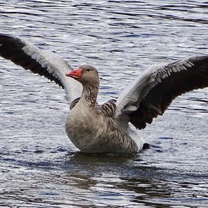 Greylag Goose